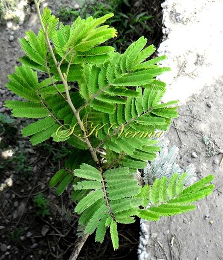  Leaves